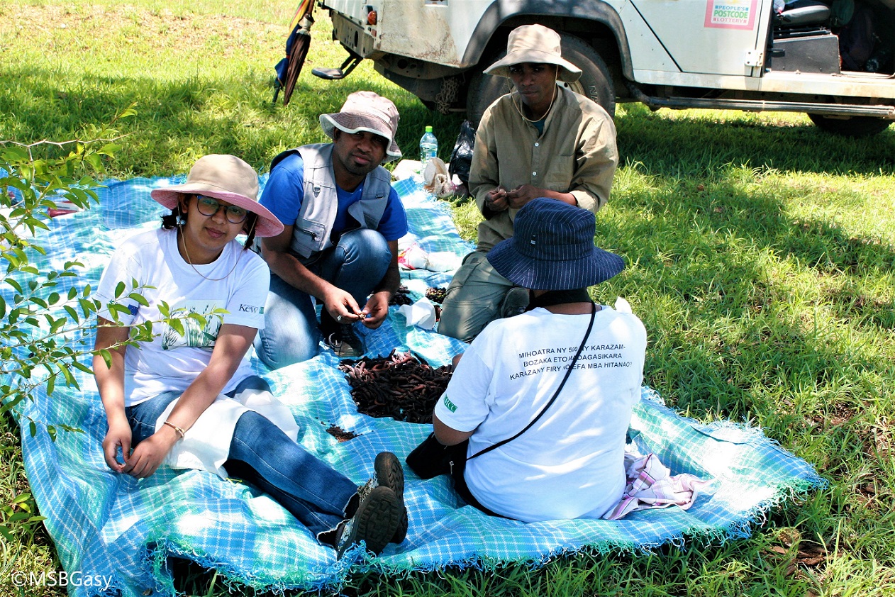 Four people sitting on a plastic sheet in a grassy area, cleaning a pile of seeds